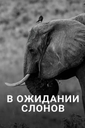 En attendant les éléphants