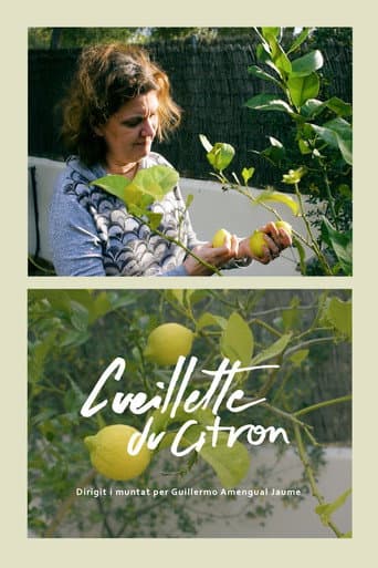 Cueillette du citron