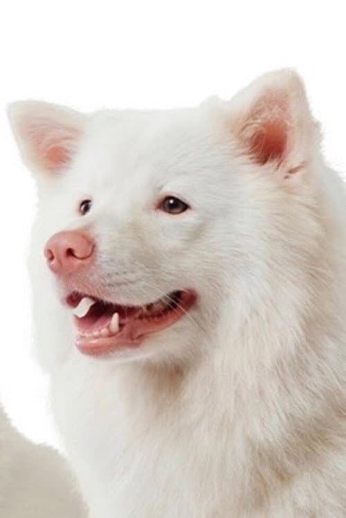 Meechok