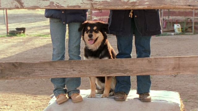 Hollywood, It's a Dog's Life