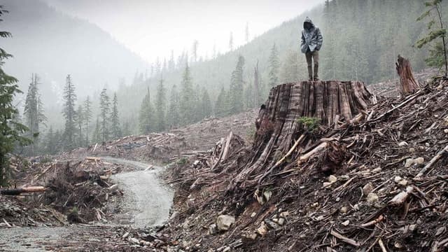 If a Tree Falls: A Story of the Earth Liberation Front