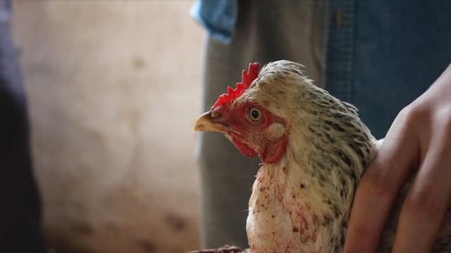 Dead Chicken