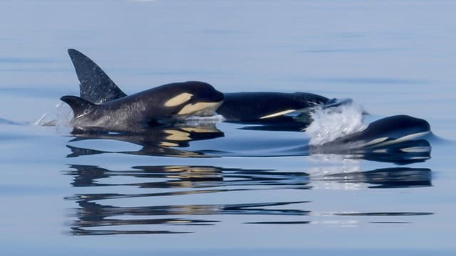 Orcas - Life in Black and White