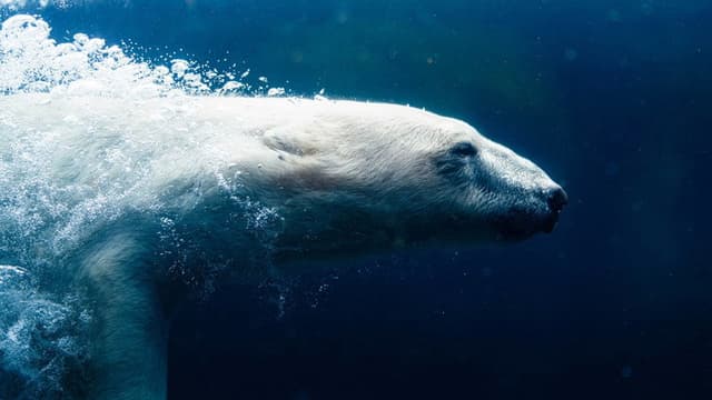 How Animals Do That!