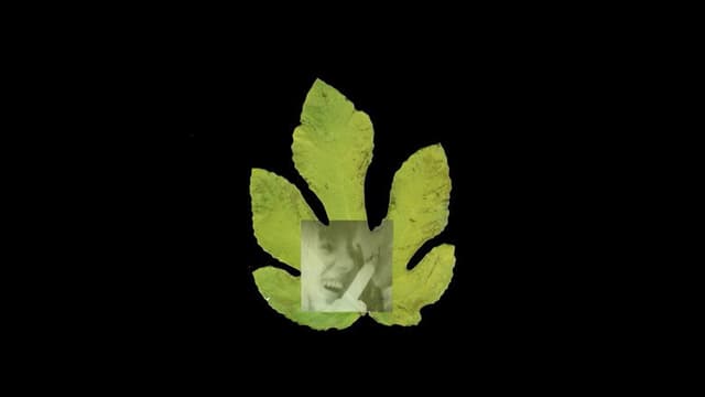The Fig Tree