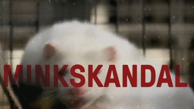 Minkskandalen - Afgørelsens time