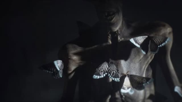 Moths