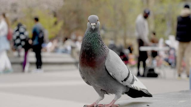 The Pigeon Hustle