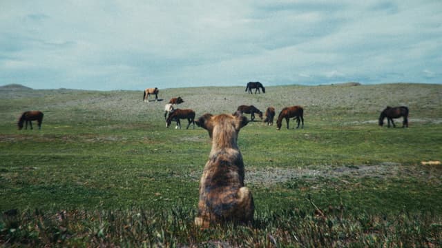 La Perra