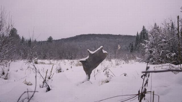 Wild Feast