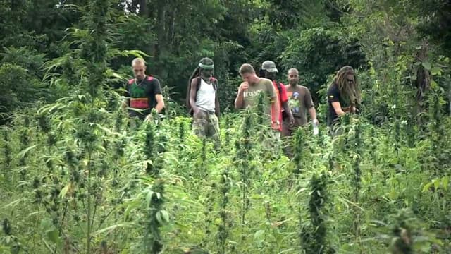 Strain Hunters