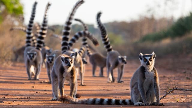 Gangs of Lemur Island