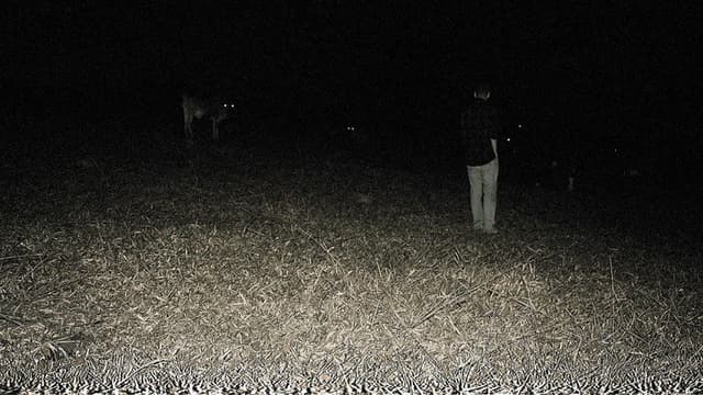 Predação Noturna