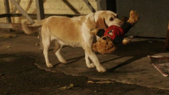 Aussie and Ted's Great Adventure