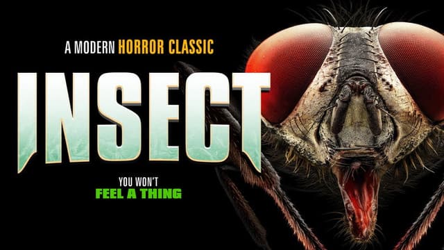 Insect