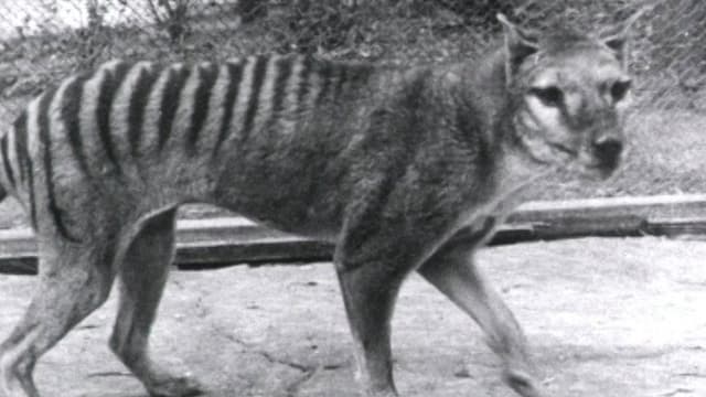 Thylacine Footage