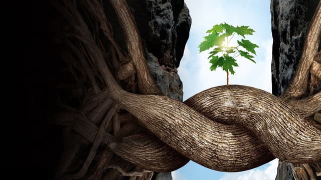 Intelligent Trees