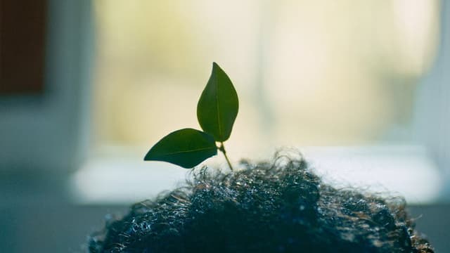 Plantasy
