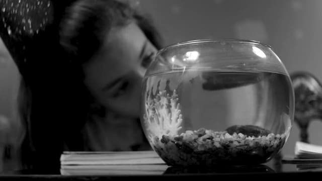 Los peces sí tienen memoria