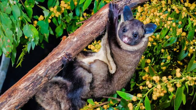 When Marsupials Fly: The Eucalyptus Forests of Australia