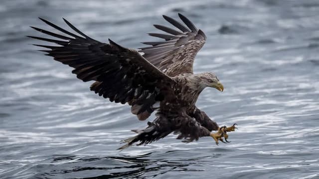 Where Eagles Dare