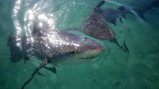 Jungle Shark