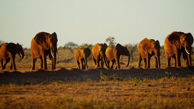Ivory. A Crime Story