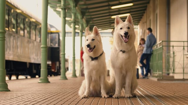 The Travelling Dog 2