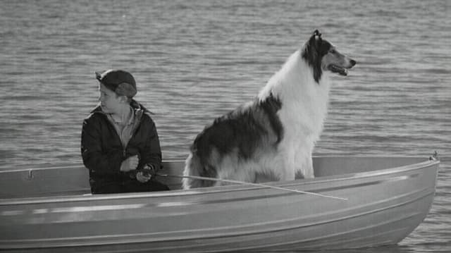 Lassie: Disappearance