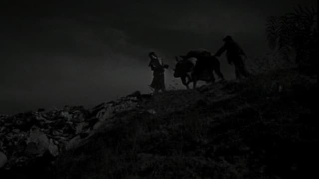 The Young and the Damned