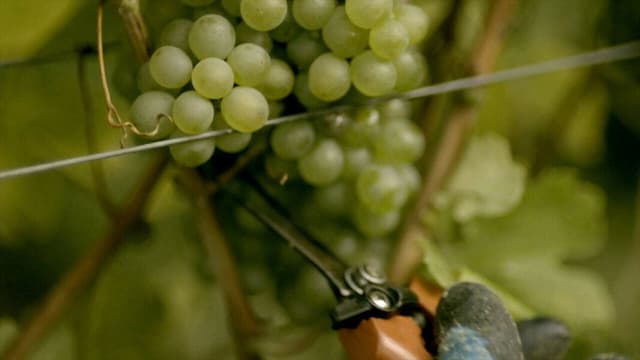 El alcohol, la poción mágica