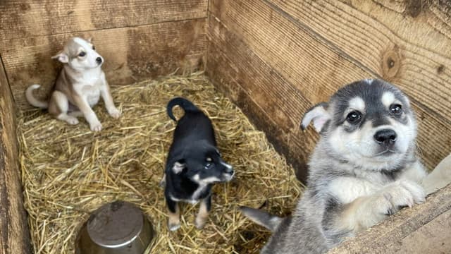 Dogs and War: What I saw in Ukraine