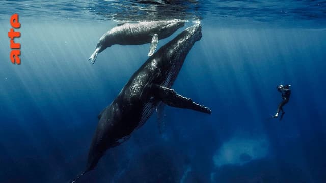 Quand baleines et tortues nous montrent le chemin