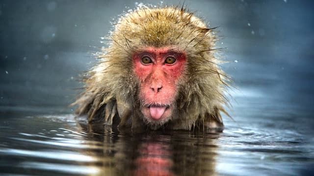 Monkey Planet