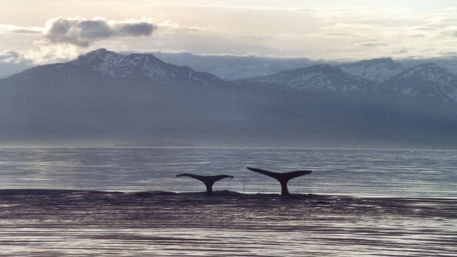 A Life Among Whales