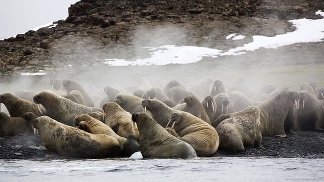 Siberia's Wild Year