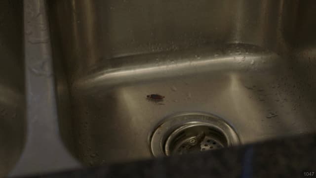 ROACH!