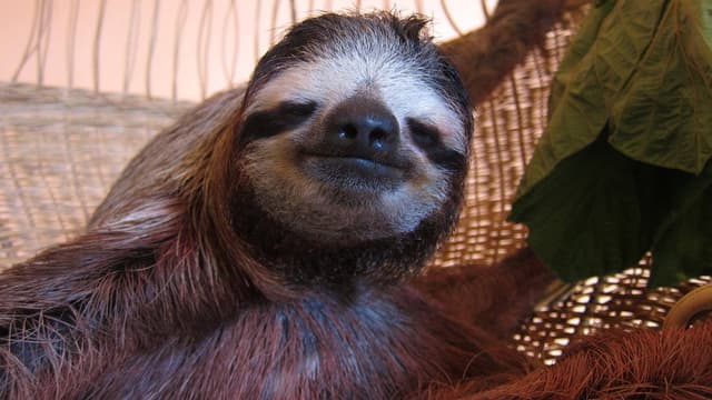 Meet the Sloths