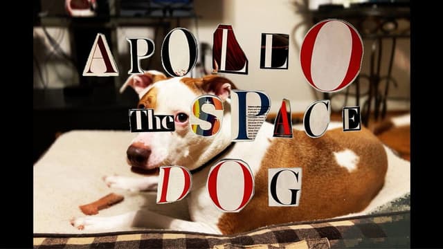 Apollo: The Space Dog