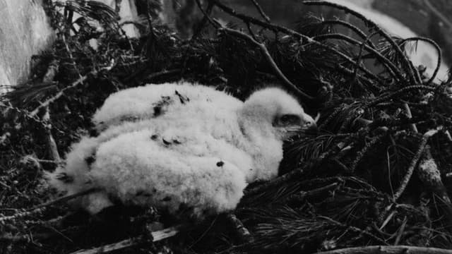 Fragmente aus dem Leben der Vögel in den Alpen