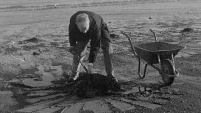 Sea Coal