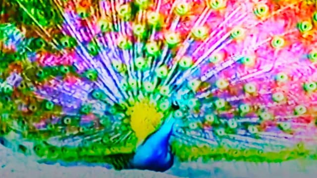 Afraid of Peacock