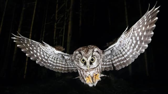Die Nacht erwacht! Über Leben im Wald