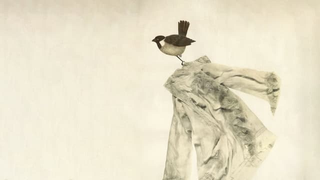 Flight of the Sparrows