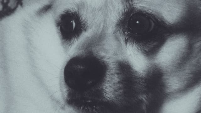 Adeline The Dog!