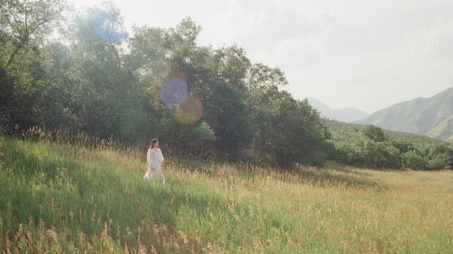 The Meadow