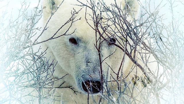 Where the Polar Bears Wait