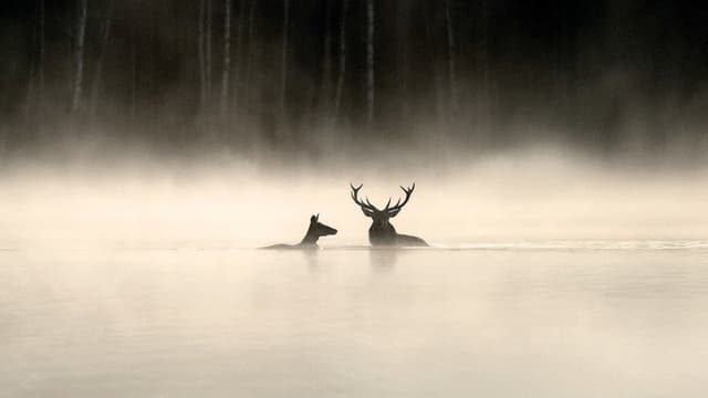 Whispers in the Woods