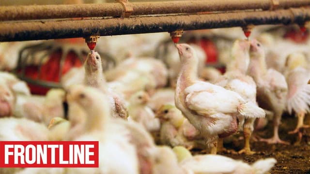 The Trouble with Antibiotics