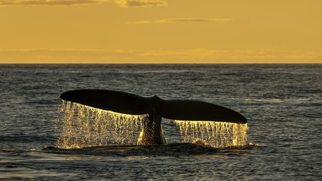 Sea Change: The Gulf of Maine